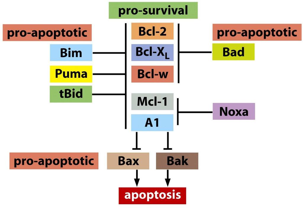 Rodina proteinů Bcl-2 Důležitá je rovnováha proapoptoticky a antiapoptoticky