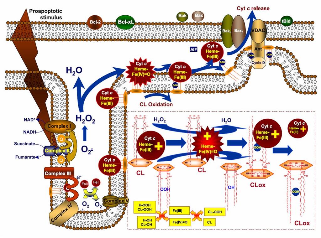 Funkce cytochromu c v mitochondriích
