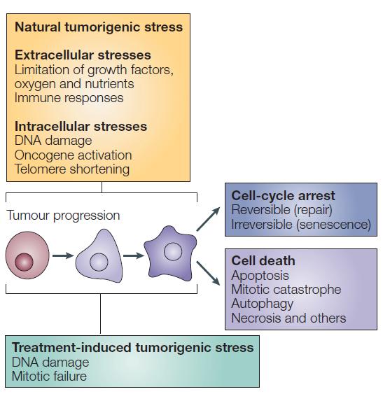 Vnější i vnitřní stres indukuje přeměnu normální buňky v nádorovou Vnější stres omezení růstových