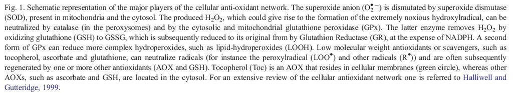Hlavní komponenty antioxidační sítě v