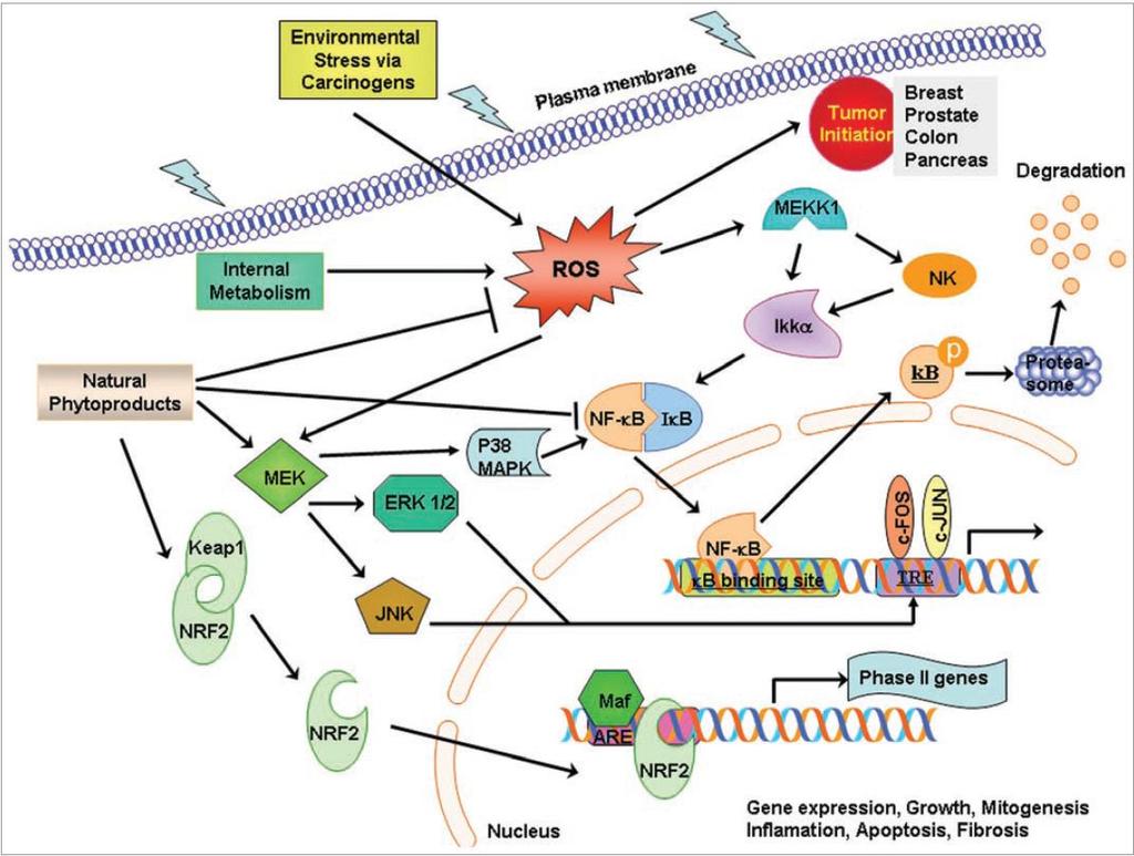 Model interakcí indukovaných oxidativním stresem v karcinogenezi Environmentální