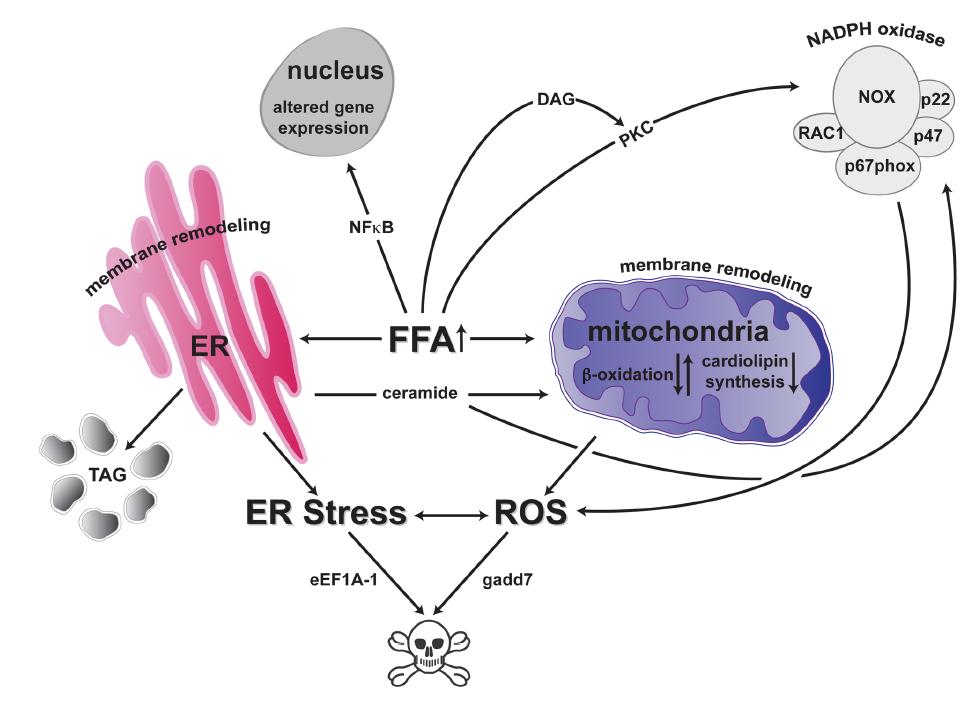 Lipotoxicita V netukových buňkách způsobuje nadbytek SFA oxidativní a ER stres způsobený