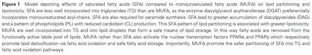 Působení nasycených (SA) a nenasycených (MUFA) mastných kyselin na rozdělení