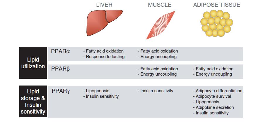 Hlavní metabolické funkce regulované PPARs Využití a metabolizmus lipidů, ukládání