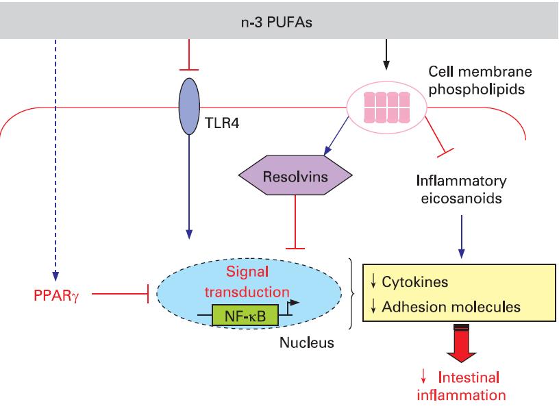 Mechanizmy působení n-3 PUFAs v zánětu střeva N-3 PUFAs aktivují PPARγ, který inhibuje signální dráhu NFκB a mohou inhibovat tolllike receptor 4 (TLR4).