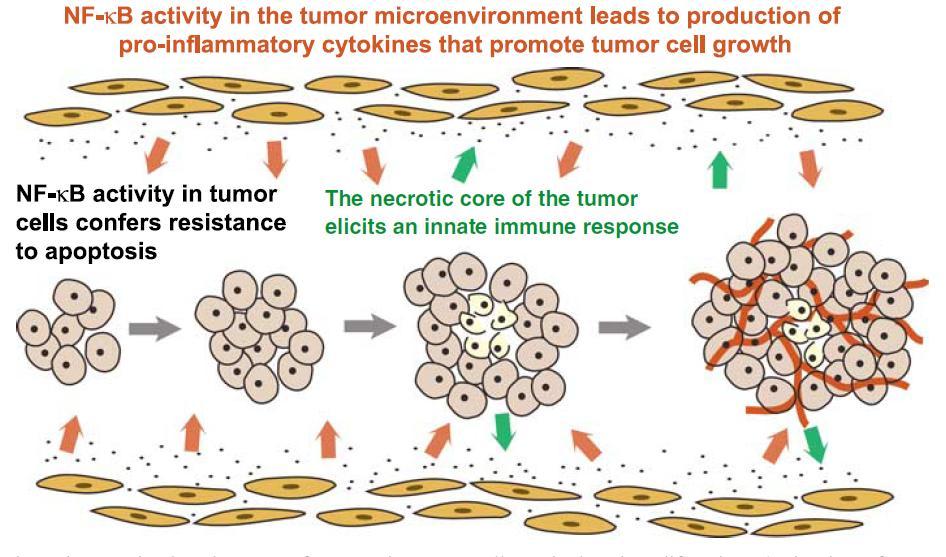 Vnitřní a parakrinní účast NFκB v přežívání a proliferaci nádorů. Aktivace NFκB vede k rezistenci k apoptóze, Buňky na okraji rychle rostoucího nádoru podléhají nekróze, když chybí ATP.