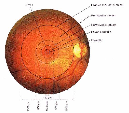 Obr. 3 Topografie sítnice [4] 1.1.3 Fotoreceptory Optická část sítnice obsahuje dva druhy fotoreceptorů tyčinky a čípky.