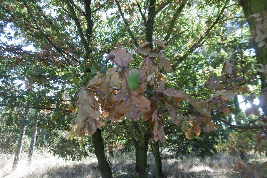 PŘÍLOHA Hnědnutí listů dubů v místním lesíku malých