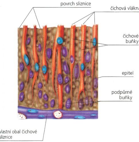 čich