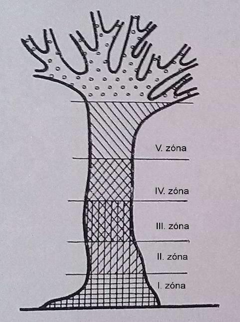 že důležitou roli v osídlování stromů epifyty má jak struktura a trvanlivost borky, tak její soudržnost i zbarvení. Tyto podmínky poté mají vliv i na jejich růst.