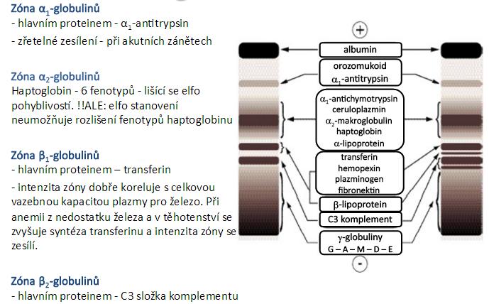 Jana Švarcová. Plazmatické proteiny.