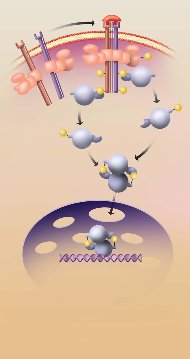 Farmakoterapie Obr. 4 Mechanismus účinku interferonu beta na molekulární úrovni; volně podle [14] Abbas, Lichtman, 2005.