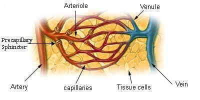 FUNKČNÍ ANATOMIE Mikrocirkulace označuje oběh krve v nejmenších cévách lidského těla arteriolách, kapilárách a venulách.