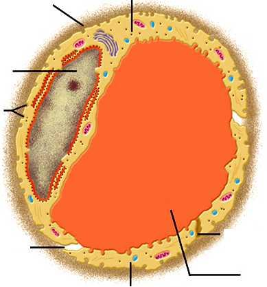 ULTRASTRUKTÚRA KAPILÁRY Bazální membrána Endoteliální buňka Jádro