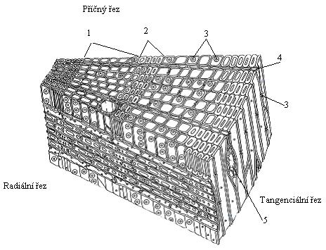 Obr. 2: Schématický nákres řezu dřeva jehličnatých dřevin, 1 jarní tracheidy, 2 letní tracheidy, 3 dvojtečky na stěnách tracheid, 4 jednovrstevný dřeňový paprsek, 5 vícevrstevný dřeňový paprsek