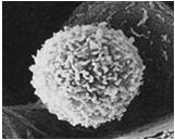 pozitivní CD4, CD8 regulační T lymfocyty s TCRγδ: gama/delta B LYMFOCYT CD4, CD25, FoxP3 různá míra exprese CD8 aj.