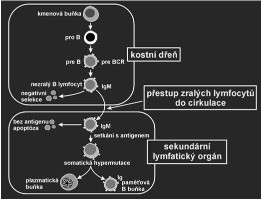 DIFERENCIACE B LYMFOCYTŮ DIFERENCIACE B LYMFOCYTŮ nediferencovaný progenitor - zahajuje diferenciaci v kontaktu s retikulem kostní dřeně pro-b progenitor - přestavba VDJ genů, vznik těžkého µ řetězce