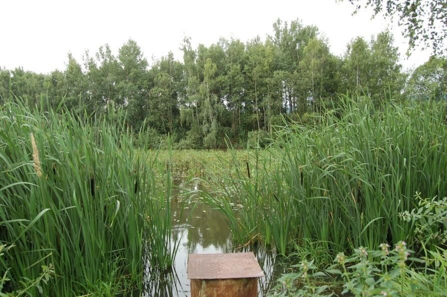 Zánik rybníků - důsledky Ponecháno přirozené sukcesi společenstva