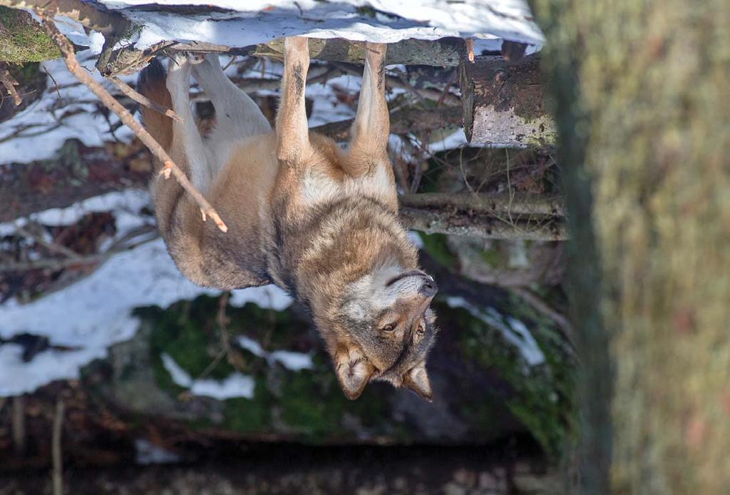 Národní park Šumava je tou nejlepší