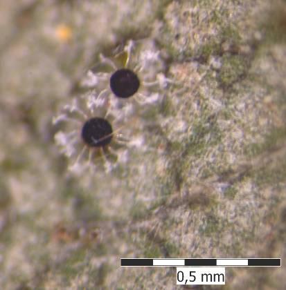 Microsphaera ornata var.