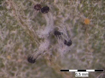 Microsphaera euonymi Euonymus europaeus mycelium