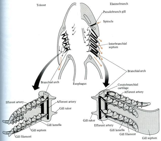 Pokročilé žábry kostnatých ryb (Teleostei) a příčnoústých