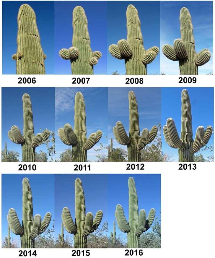 Jak rychle roste Saguaro Na internetu jsem náhodou objevil zajímavou stránku o růstu Carnegiea gigantea Britton & Rose.