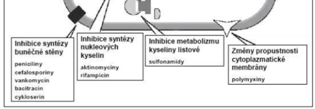 a to buď přímým účinkem, nebo zprostředkovaně. Zabraní se kyselině listové k zabudování do koenzymu. Antibiotika, která mají tento účinek, vykazují vysoký stupeň toxicity (Holub et al.