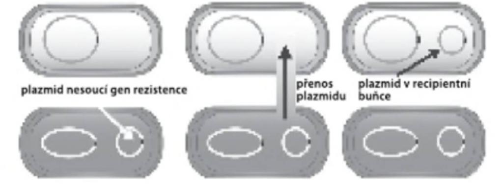 Obrázek č. 3 Přenos genu konjugací na plasmidu Zdroj: Schindler, 2014, str.