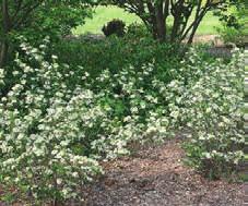 Amelanchier sp.