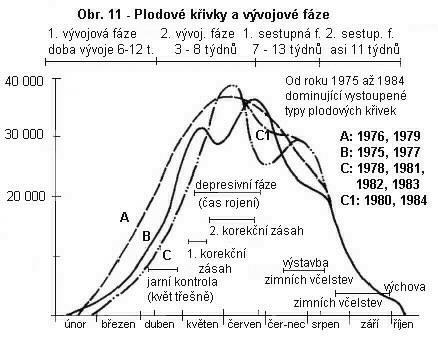 velké rozdíly v rytmice plodování, proto vyrovnávání, respektive posilování včelstev, nepřináší vždy očekávaný úspěch. 3 základní typy vývoje plodu dle autora Graf č. 1 (J. Bretschko, 1985) 2.6.