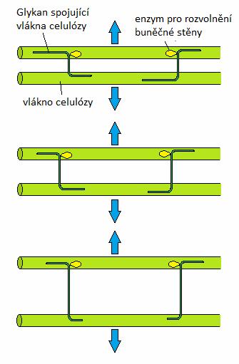 3. 1. 1. Teorie kyselého růstu Popisuje jev, kdy je růst buněk stimulován auxinem. Po vstupu do buňky auxin ovlivňuje přesun vodíkových protonů z buňky do apoplastu.