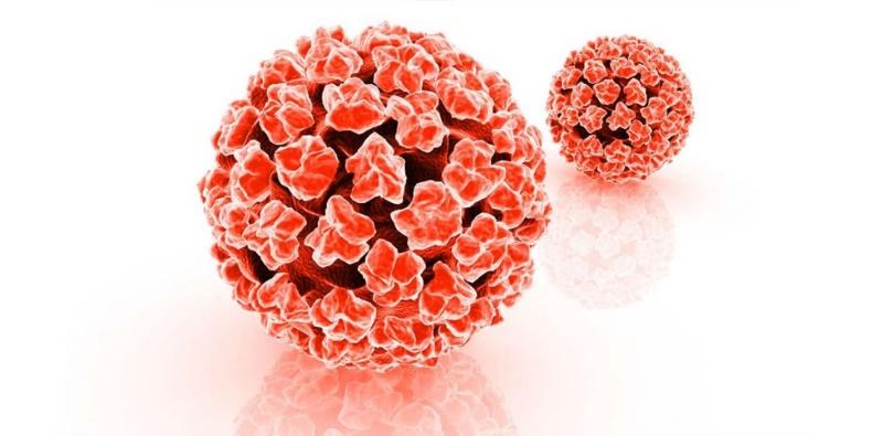 Lidský papilomavirus (HPV) Malý neobalený virus s kruhovou DNA (~ 8 kb) Napadá buňky lidské pokožky a sliznic Nejčastější pohlavně přenosné onemocnění Kauzální role při karcinogenezi děložního hrdla