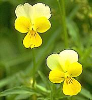 PŘ. Tentýž taxon byl pojmenován dvěma jmény: Viola saxatilis F.W.Schmidt 1797 Viola arenaria DC. 1830 Které jméno je správné?