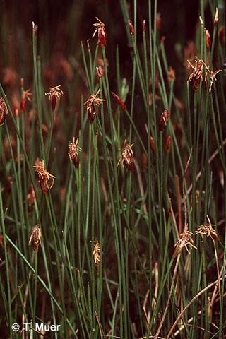 Přesun některých druhů z rodu Scirpus do Eleocharis byl učiněn později např.: Eleocharis quinqueflora (F.X.Hartman) O.Schwarz 1949 Bas.: Scirpus quinqueflorus F.X.Hartman 1767 Eleocharis pauciflora (Lightfood) Link 1827 Bas.