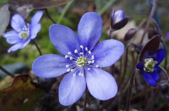 Výjimka kdy při přesunu horizontálním nemá prioritu epiteton nejstarší je vyloučení tautonymie a homonymie Linné popsal jaterník podléšku jako druh Anemone hepatica L. 1754 v rámci rodu Anemone.