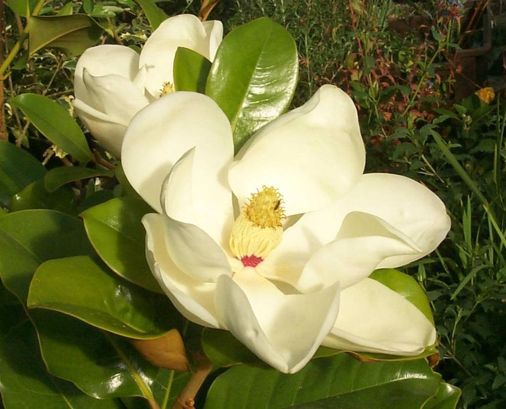 Epiteton nebo uninominální jméno není zachováno PŘ. Magnolia virginiana var. foetida L.