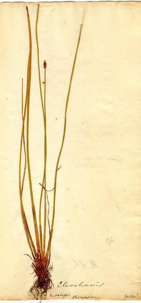 Smysl typizace osvětluje následující případ: V padesátých letech zjistil anglický botanik Stuart Max Walters, že v Evropě existují v rámci druhu Eleocharis palustris (L.)Roem. et Schult.