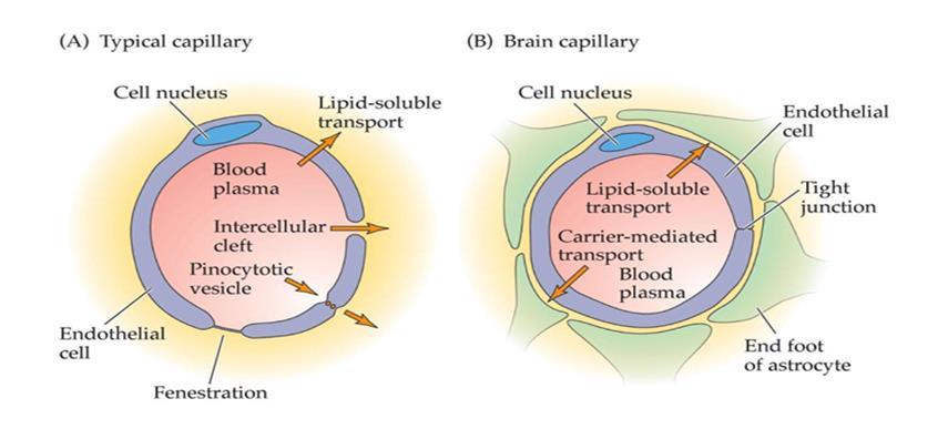 Hematoencefalická bariéra Toxikokinetika hliníku https://www.