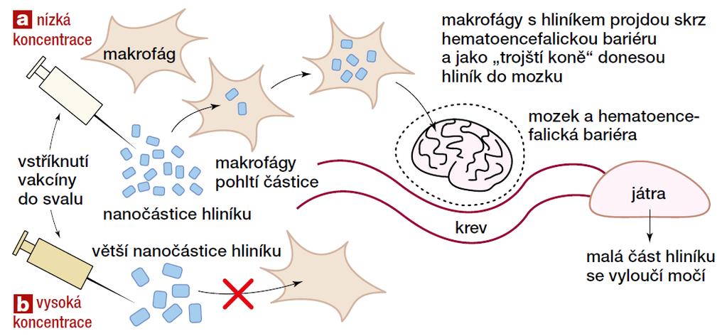 Toxikokinetika hliníku nerozpustné