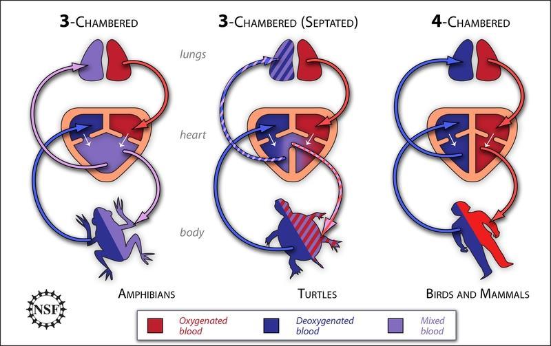 Srdce pumpuje od- i okysličenou krev od obojživelníků výše - u savců a ptáků již nedochází