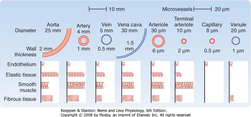 Struktura arterií a vén, velmi podobná - Arterie k danému průměru silněnší stěna > odolávají větším tlakům - Velké vény mají chlopně Vždy