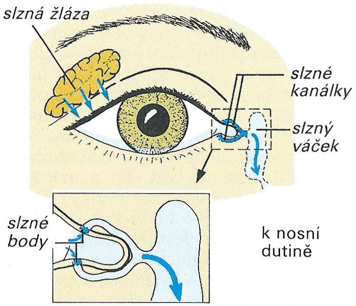 4 ZRAK Okohybné svaly zajišťují postavení a pohyb očních koulí. Okem pohybuje celkem šest svalů (čtyři přímé a dva šikmé).