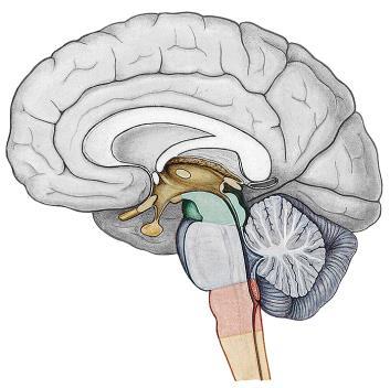 Funkce CNS mícha reflexy, vzestupné a sestupné dráhy kmen životně důležité reflexy (dýchací, kardiovaskulární, zvracení, kašel, synchronizace pohybů očních koulí) mezimozek tvorba hormonů,