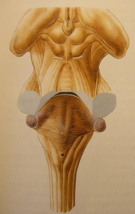 Mesencephalon = Střední mozek dorzální strana: lamina quadrigemina =