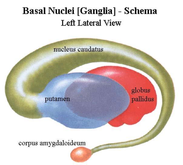 Spodinová jádra (bazální ganglia; nuclei basales) žíhané těleso (corpus striatum) ocasaté jádro (nucleus caudatus) skořápka (putamen) bledé jádro (globus pallidus) černé jádro (substantia