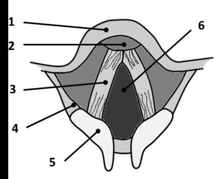 Hrtanová dutina (cavitas laryngis) Hrtanová dutina (obr.