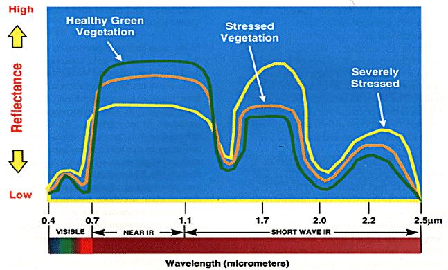 Obrázek 3: Spektrální charakteristika vegetace zdroj: obrázek převzat z [15] Znalost spektrální charakteristiky a příslušných stavových parametrů nám potom určuje, jaká spektrální pásma použít pro