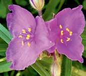 W2452 BILBERRY ICE světle levandulové květy, tmavší oko.