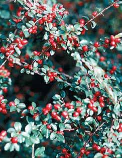 coronaria atrosanguinea mrazuvzdorná, vytrvalá trvalka a nápadná trvalka s purpurově červenými květy a šedozelenými listy. Dorůstá výšky až 50 cm. Prospívá na slunném až polostinném místě.